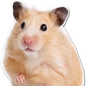 Team Page: Mighty Hamp-sters